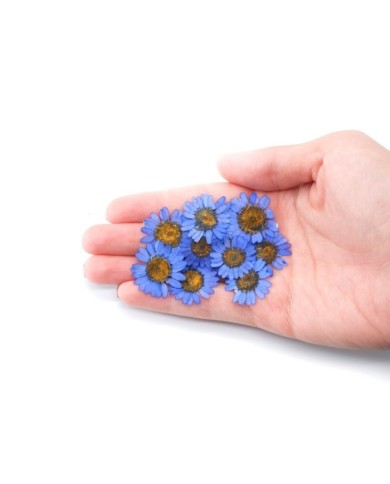 Kurutulmuş Papatya - Mavi 10 Adet