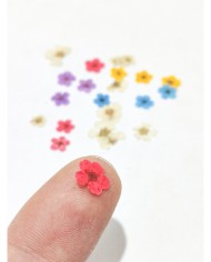 Sakura Mini Kurutulmuş Çiçek - Karışık Renk