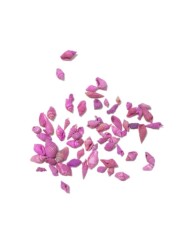 Deniz Kabuğu - Pembe 25 gr
