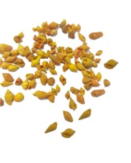 Deniz Kabuğu - Turuncu 25 gr