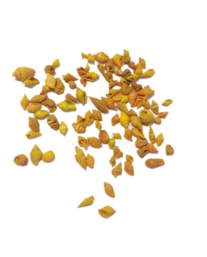 Deniz Kabuğu - Turuncu 25 gr