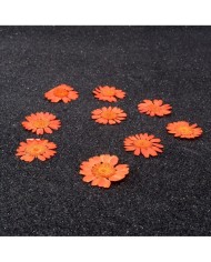 Kurutulmuş Papatya - Turuncu 10 Adet