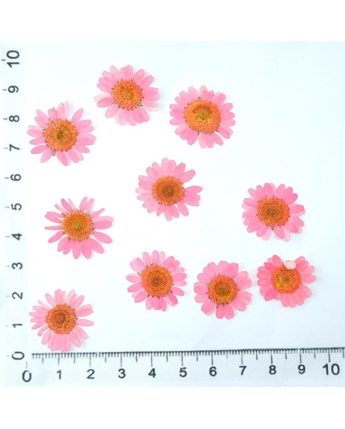 Kurutulmuş Papatya - Pembe 10 Adet