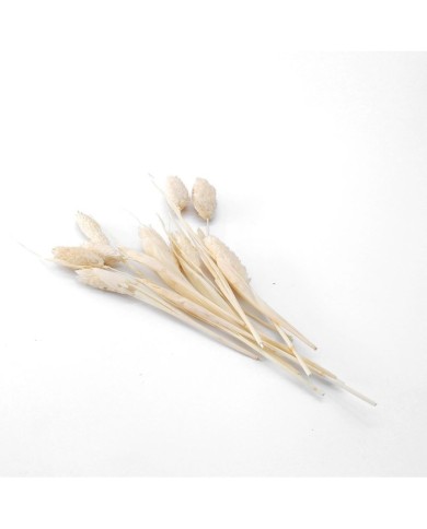 Kurutulmuş Çiçek - Pamuk Otu