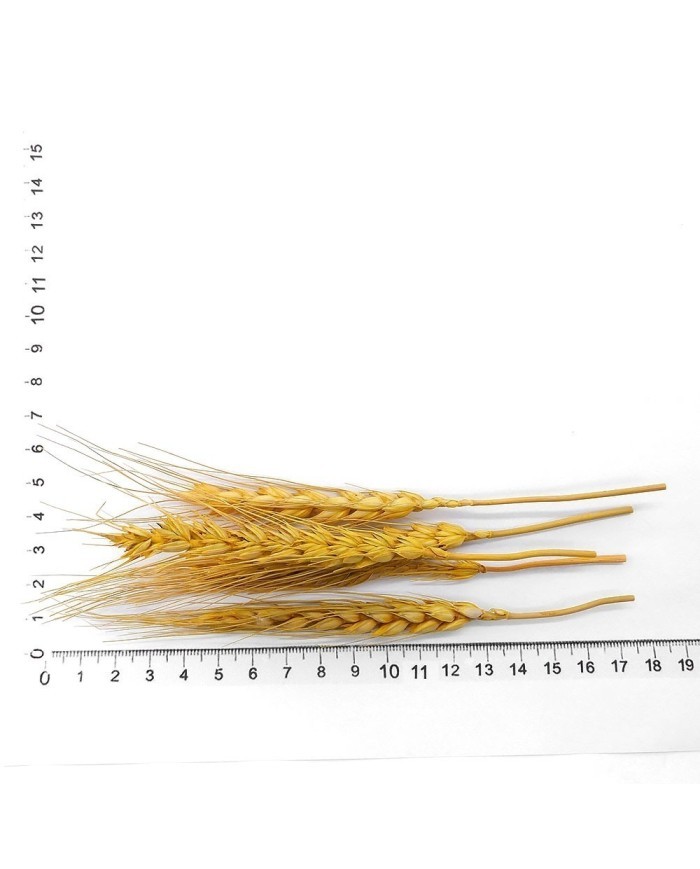 Kurutulmuş Çiçek - Kuru Başak Otu