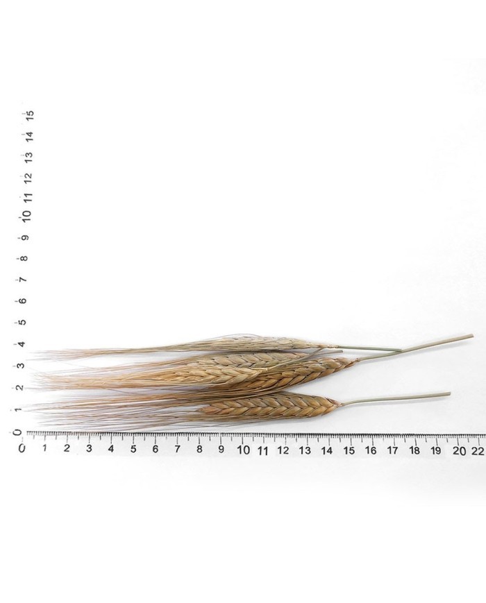 Kurutulmuş Çiçek - Kuru Başak Otu