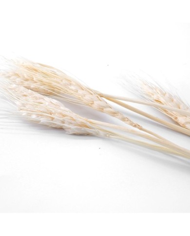 Kurutulmuş Çiçek - Kuru Başak Otu