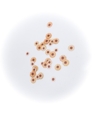 5D Renkli Mini  Papatya Turuncu