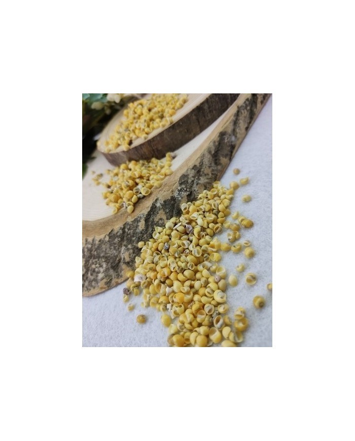 Denız kabuğu - 25 gr
