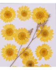 Kurutulmuş Papatya - Yumurta Sarı 10 adet