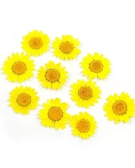 Kurutulmuş Papatya - Yumurta Sarı 10 adet