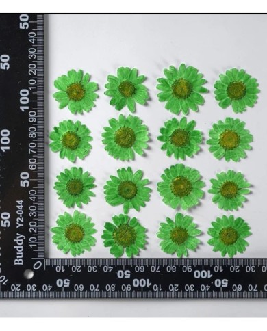 Kurutulmuş Papatya - Çimen Yeşili 5 Adet