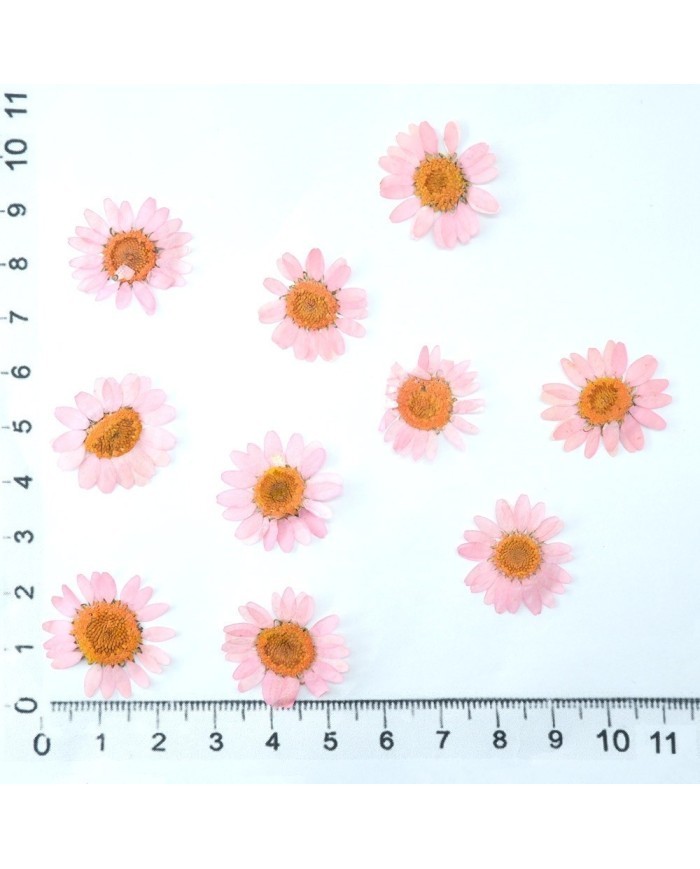 Kurutulmuş Papatya - Açık Pembe 5 Adet