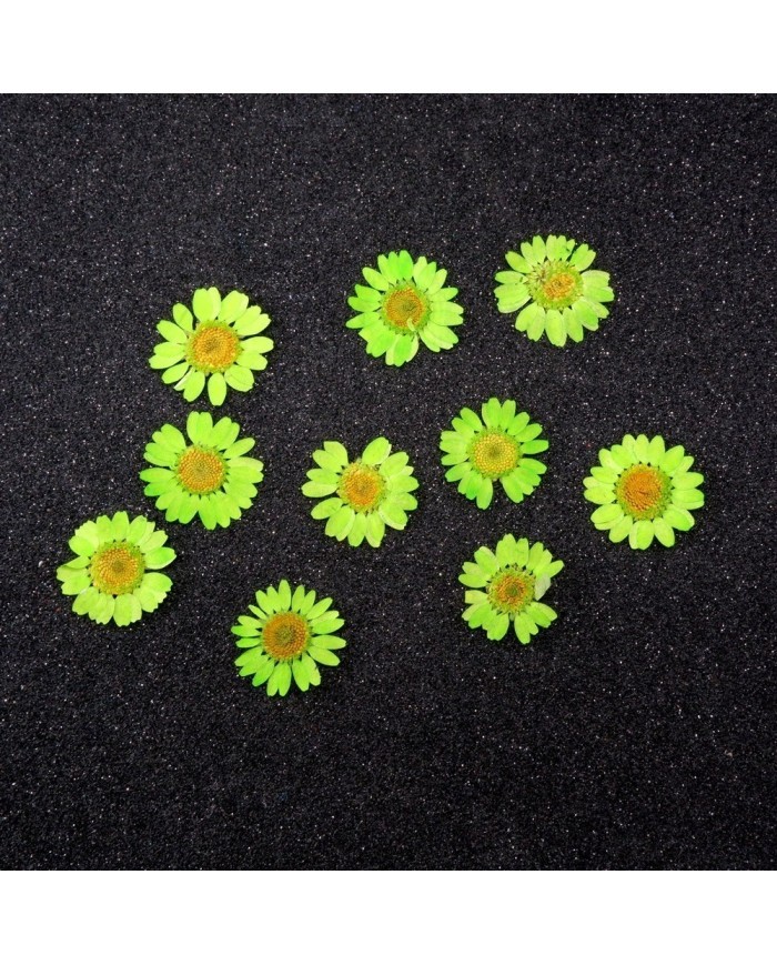 Kurutulmuş Papatya - Fıstık Yeşil 5 Adet