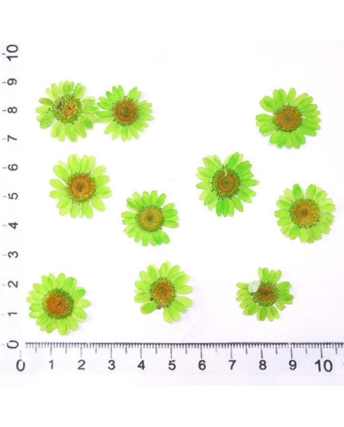 Kurutulmuş Papatya - Fıstık Yeşil 5 Adet