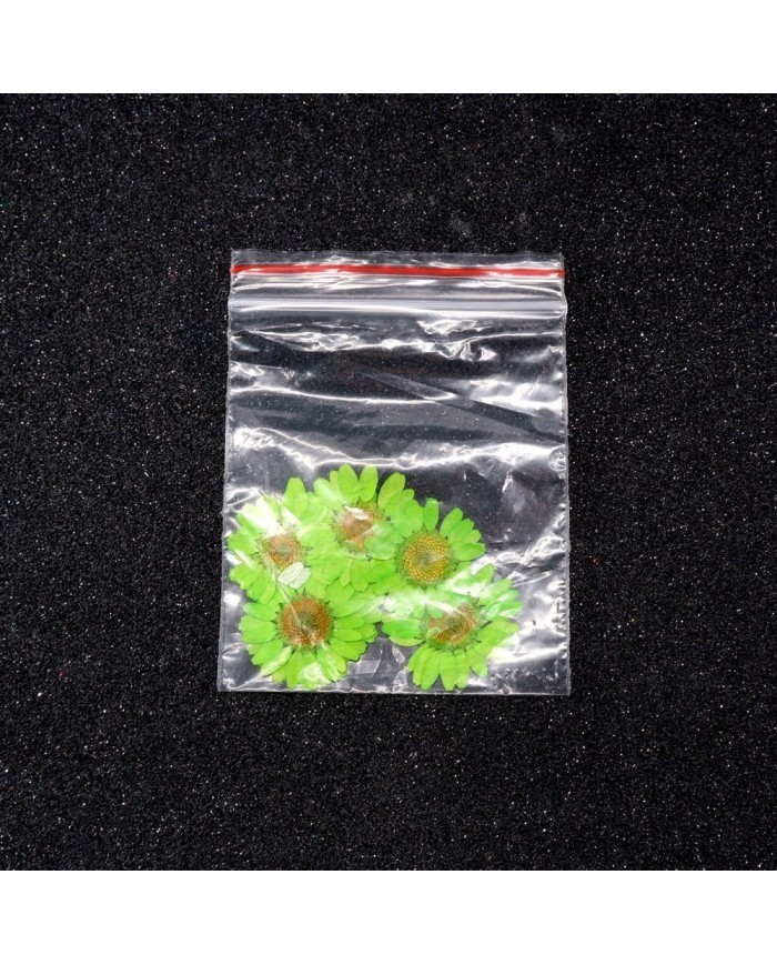 Kurutulmuş Papatya - Fıstık Yeşil 5 Adet