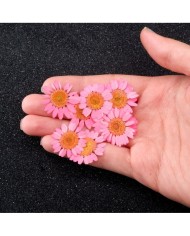 Kurutulmuş Papatya - Pembe 5 Adet