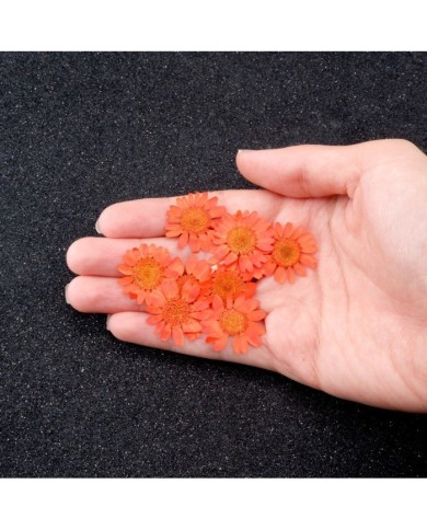 Kurutulmuş Papatya - Turuncu 5 Adet