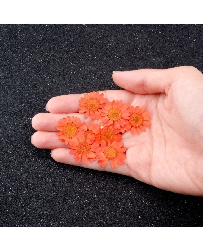 Kurutulmuş Papatya - Turuncu 5 Adet