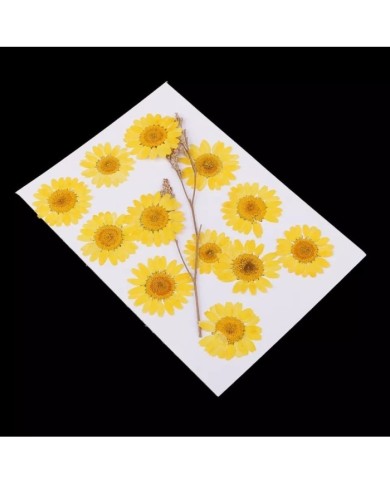 Kurutulmuş Papatya - Yumurta Sarı 5 Adet