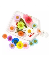 Kurutulmuş Papatya - Yumurta Sarı 5 Adet