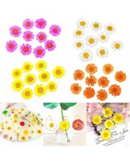 Kurutulmuş Papatya - Yumurta Sarı 5 Adet