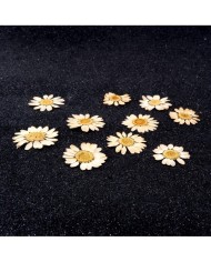 5 Adet Kurutulmuş Papatya - Beyaz Krem Arası