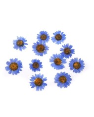 Kurutulmuş Papatya - Oranj  5 Adet