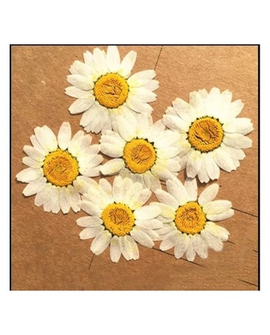 5 Adet - Kurutulmuş İri Papatya -   Beyaz