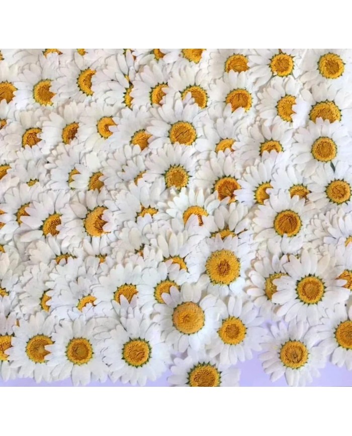 5 Adet - Kurutulmuş İri Papatya -   Beyaz