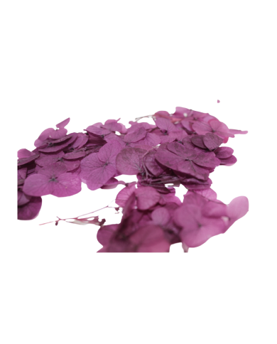 Kurutulmuş Japon çiçeği - Mürdüm