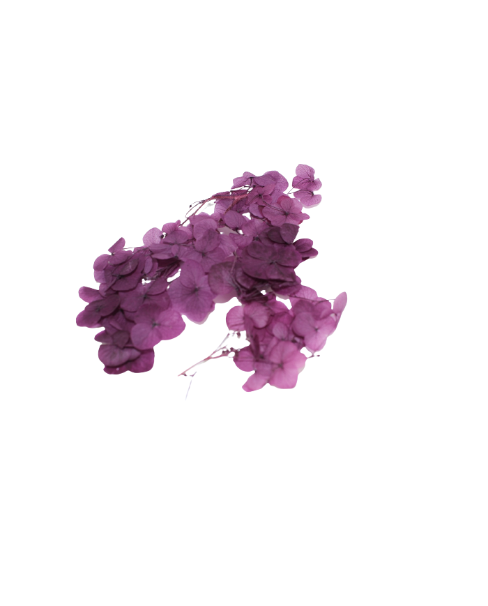 Kurutulmuş Japon çiçeği - Mürdüm