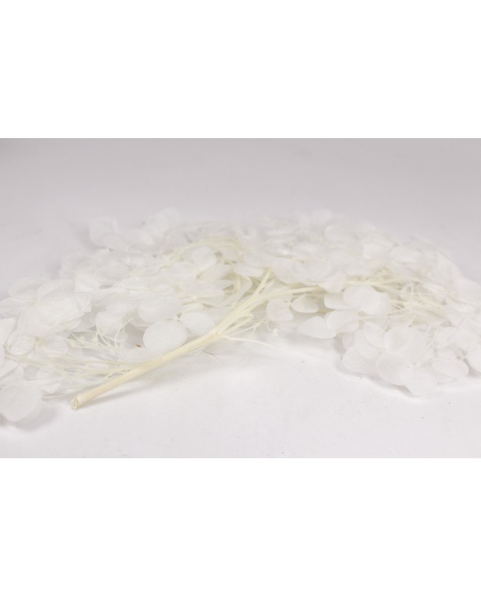 Kurutulmuş Japon çiçeği - Beyaz