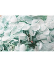 Japon Ortanca Çiçeği - Buz Mavisi