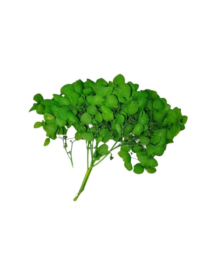 Japon Ortanca Çiçeği - Çimen Yeşili